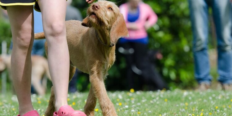 Unleashing Your Dog’s Potential: The Ultimate Guide to Behavior Training