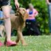 Unleashing Your Dog’s Potential: The Ultimate Guide to Behavior Training