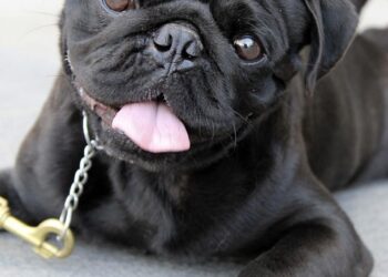 Mastering Manners: The Ultimate Guide to Dog Behavior Training