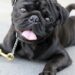 Mastering Manners: The Ultimate Guide to Dog Behavior Training