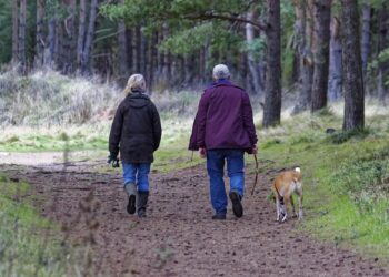 Mastering Leash Manners: A Guide to Effective Dog Training