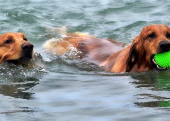 The Canine Mind: Understanding and Reacting to Dog Behavior