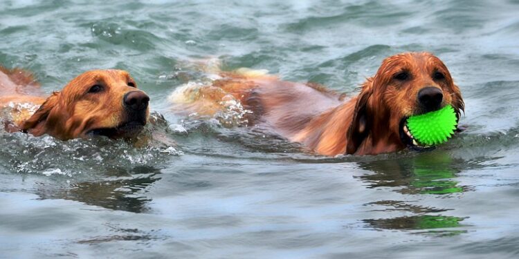 The Canine Mind: Understanding and Reacting to Dog Behavior