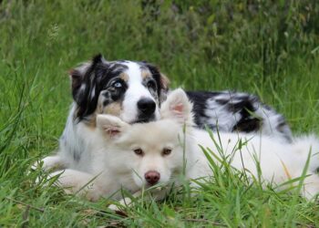 Master Your Mutt: Unleash Your Dog’s Potential through Top-rated Training Classes Near You
