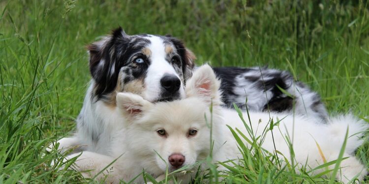 Master Your Mutt: Unleash Your Dog’s Potential through Top-rated Training Classes Near You