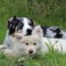 Master Your Mutt: Unleash Your Dog’s Potential through Top-rated Training Classes Near You