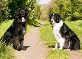 Mastering Aggression: Top Dog Training Programs Near You