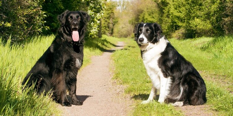 Mastering Aggression: Top Dog Training Programs Near You