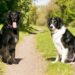Mastering Aggression: Top Dog Training Programs Near You
