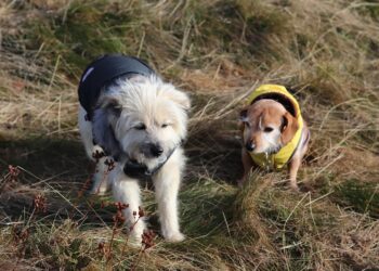 Pawsitively Chic: The Ultimate Guide to Designer Dogs