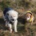 Pawsitively Chic: The Ultimate Guide to Designer Dogs
