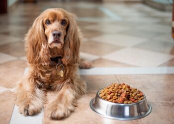 Senior Dog Savvy: The Ultimate Guide to Nourishing Your Aging Pup with the Best Food Choices