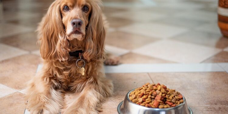 Senior Dog Savvy: The Ultimate Guide to Nourishing Your Aging Pup with the Best Food Choices