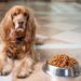 Senior Dog Savvy: The Ultimate Guide to Nourishing Your Aging Pup with the Best Food Choices