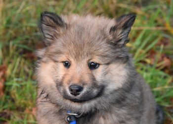 Pamper Your Pup: The Ultimate Guide to Plush Dog Toys for Happy Tails