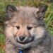 Pamper Your Pup: The Ultimate Guide to Plush Dog Toys for Happy Tails