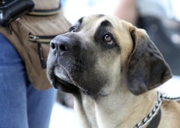 Pawsitively Priced: Affordable Dog Training Solutions for Every Budget