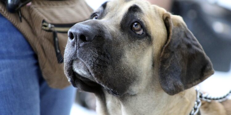 Pawsitively Priced: Affordable Dog Training Solutions for Every Budget