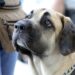 Pawsitively Priced: Affordable Dog Training Solutions for Every Budget