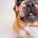 Top Low-Shedding Breeds: The Best Apartment Dogs for a Clean and Cozy Home