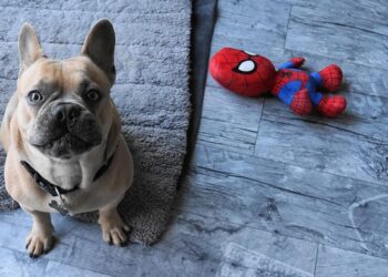 Double the Fun: The Ultimate Dog Toy Ball in a Ball!