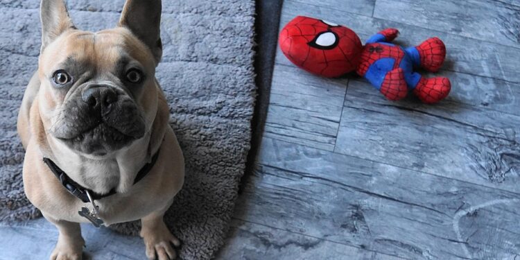 Double the Fun: The Ultimate Dog Toy Ball in a Ball!