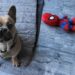 Double the Fun: The Ultimate Dog Toy Ball in a Ball!