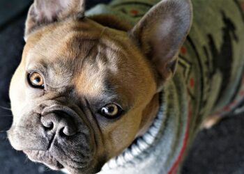 Fashion Forward Fidos: The Ultimate Guide to Designer Dog Clothes