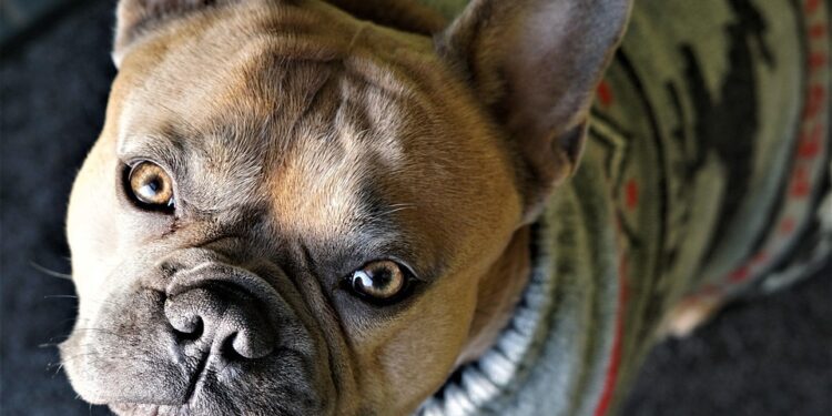 Fashion Forward Fidos: The Ultimate Guide to Designer Dog Clothes