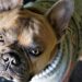 Fashion Forward Fidos: The Ultimate Guide to Designer Dog Clothes