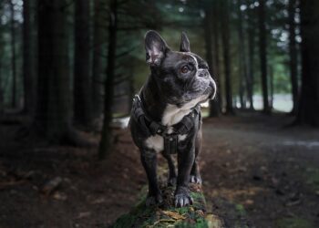 The Top 10 Kid-Friendly Dog Breeds: Finding the Perfect Furry Friend for Your Family
