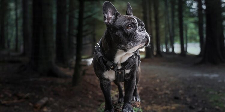 The Top 10 Kid-Friendly Dog Breeds: Finding the Perfect Furry Friend for Your Family