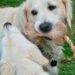 Pawsitively Fetching: The Ultimate Guide to Ball Play for Your Pup