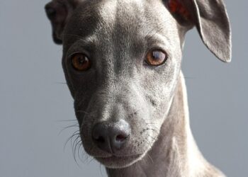 The Top Guard Dogs: Best Breeds for Family Protection