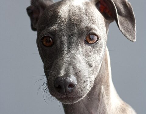 The Top Guard Dogs: Best Breeds for Family Protection