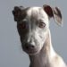 The Top Guard Dogs: Best Breeds for Family Protection