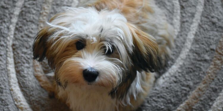 Perfect Pooches: Small Hypoallergenic Dogs that are a Breeze to Train