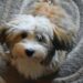 Perfect Pooches: Small Hypoallergenic Dogs that are a Breeze to Train