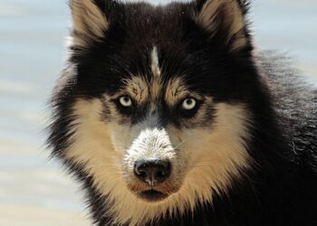 Top 10 Hypoallergenic Apartment Dogs: The Perfect Pups That Won’t Leave You Sneezing