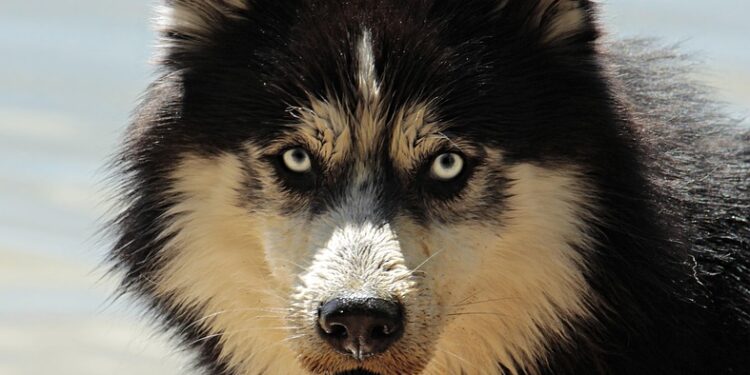Top 10 Hypoallergenic Apartment Dogs: The Perfect Pups That Won’t Leave You Sneezing