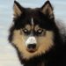 Top 10 Hypoallergenic Apartment Dogs: The Perfect Pups That Won’t Leave You Sneezing