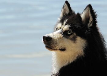 The Ultimate Guide to Understanding Dog Breeds: Unleashing the Secrets of Canine Diversity