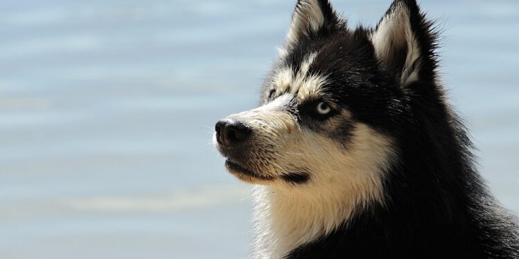 The Ultimate Guide to Understanding Dog Breeds: Unleashing the Secrets of Canine Diversity
