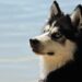 The Ultimate Guide to Understanding Dog Breeds: Unleashing the Secrets of Canine Diversity