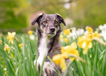 Top 10 Family-Friendly Dog Breeds: Finding the Perfect Furry Companion for Your Household