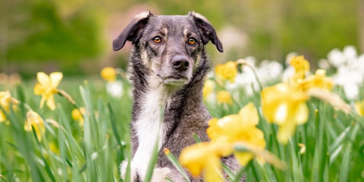 Top 10 Family-Friendly Dog Breeds: Finding the Perfect Furry Companion for Your Household