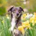 Top 10 Family-Friendly Dog Breeds: Finding the Perfect Furry Companion for Your Household