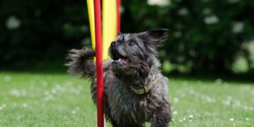 Quiet Companions: The Best Small Hypoallergenic Dogs for Peaceful Homes