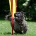 Quiet Companions: The Best Small Hypoallergenic Dogs for Peaceful Homes