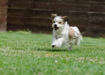 Pint-sized Pups: Uncovering the Charms of Small Dog Breeds